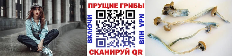 Псилоцибиновые грибы Cubensis  Купить  Жердевка 